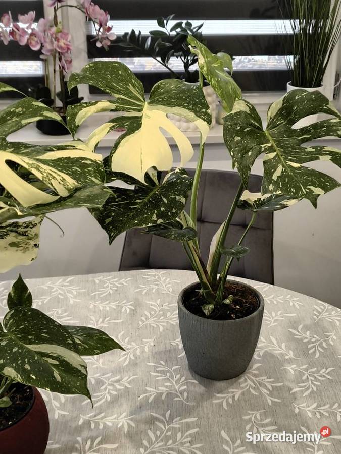 Monstera Variegata piękne 60 Lidzbark Warmiński