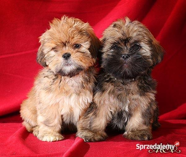 Lhasa Apso mniej znany kuzyn Shih Tzu rodowodowe Psy Wrocław sprzedam