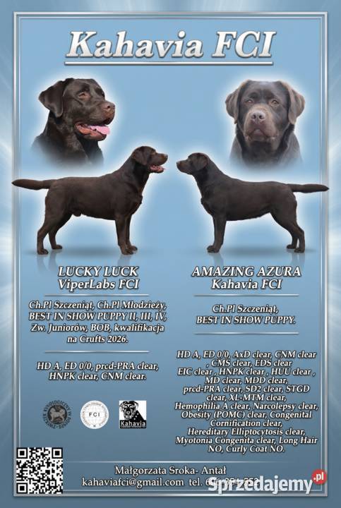Labrador Retriever ZKwPFCI czekoladowe Labrador Szczawin sprzedam