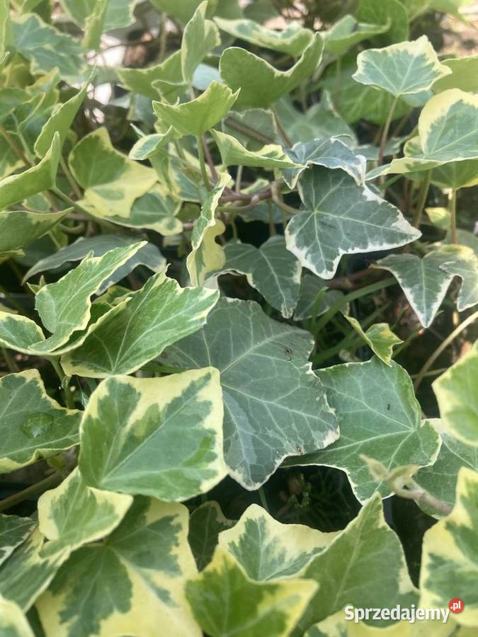 Bluszcz dwukolorowy Variegata Pnący lubelskie Lublin