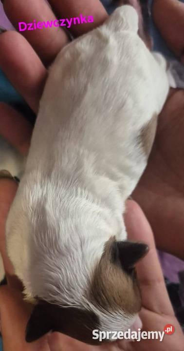 Do Rezerwacji Szczenięta Morkie