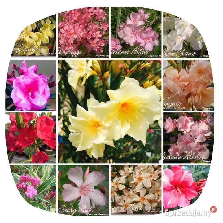 Oleander świeżo ścięte gałązki do ukorzenienia Brzeźnica