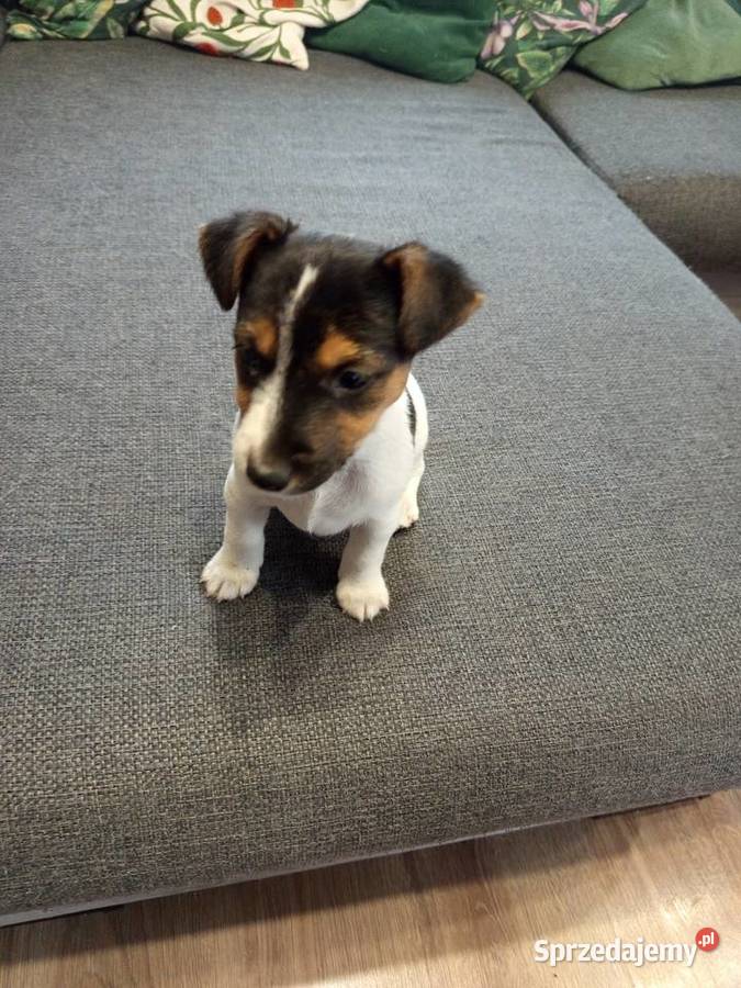 Jack Russell Terrier śląskie Kamieńskie Młyny