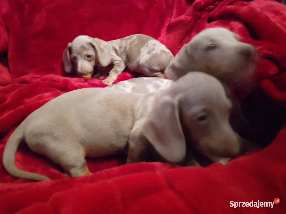 Jamnik miniaturowy merle izabell Garbów sprzedam