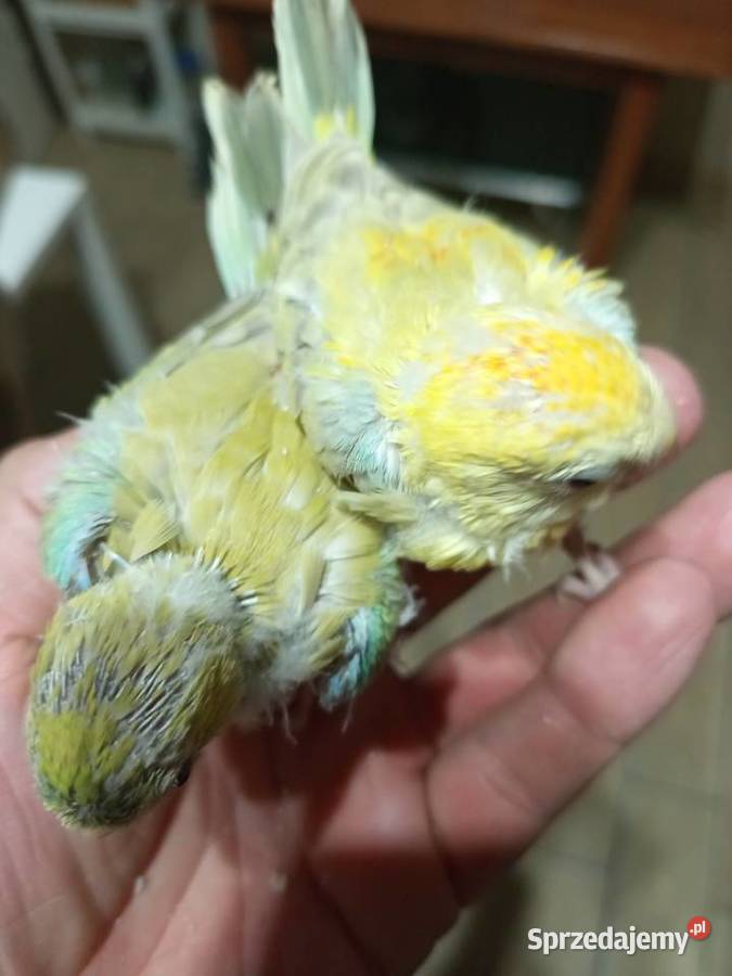 Ręcznie karmione Świergotki wielkopolskie Środa Wielkopolska