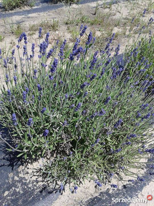 Sprzedam sadzonki lawendy HIDCOTE i BLUESCENT Okonek