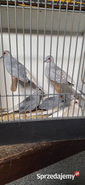 Sprzedam gołąbki diamentowe