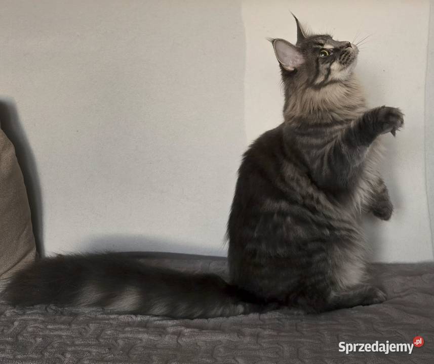 Koteczka Maine Coon Liri Kraków