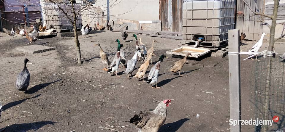 Biegusy indyjskie 2025 Pruchna