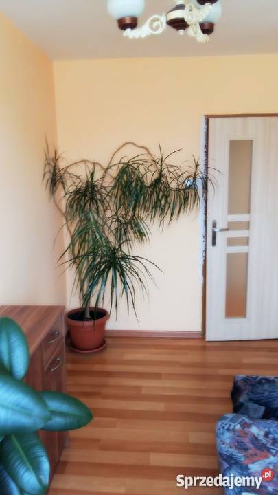 Sprzedaż mieszkania 3 pokoje Chorzów Klimzowiec Chorzów