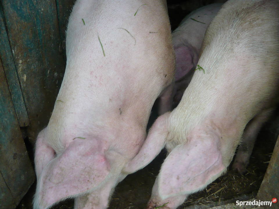 sprzedam maciory zaproszone Dębica