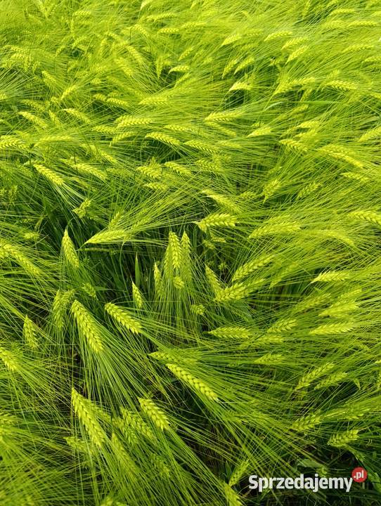 Jęczmień ozimy midnight 6rzędowy Bełżyce sprzedam