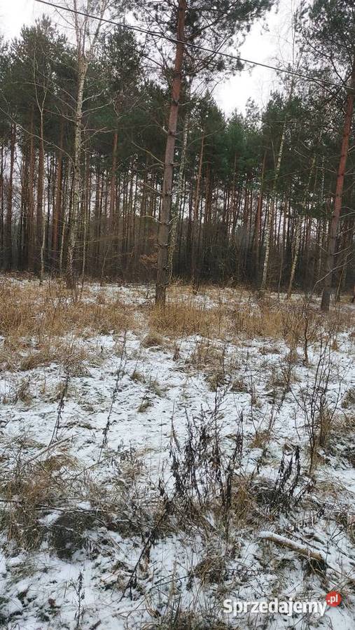 Działka rekreacyjna w lesie Ogrójce