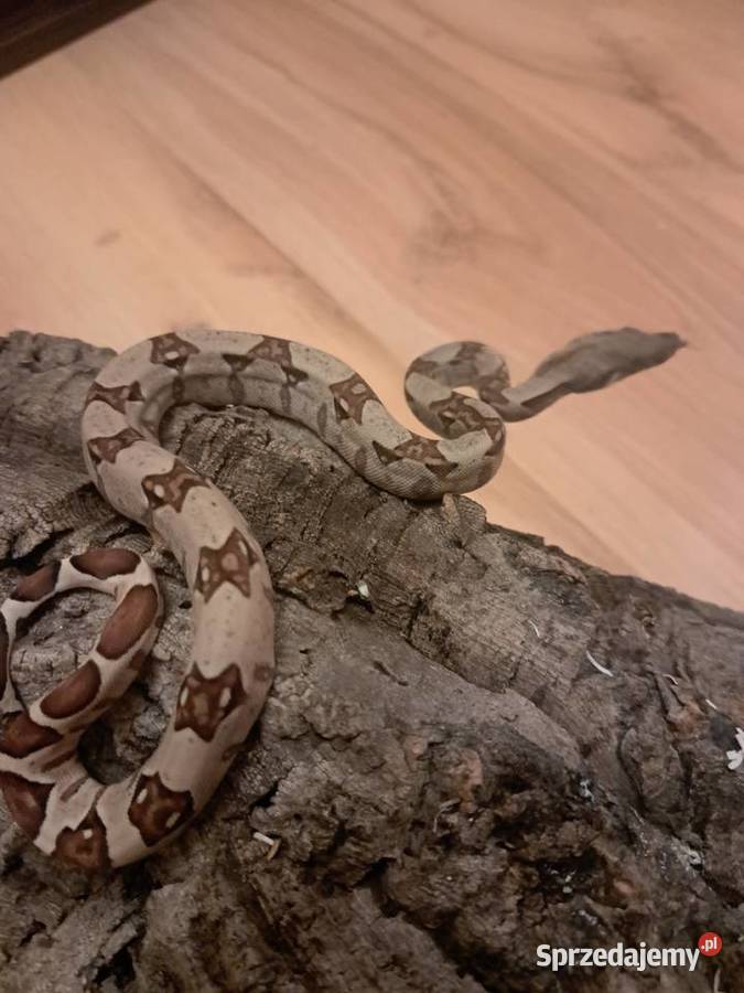 Młode boa constrictory Pewel Wielka sprzedam