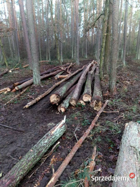 Drzewo opałowe kominkowe brzoza Solec nad Wisłą