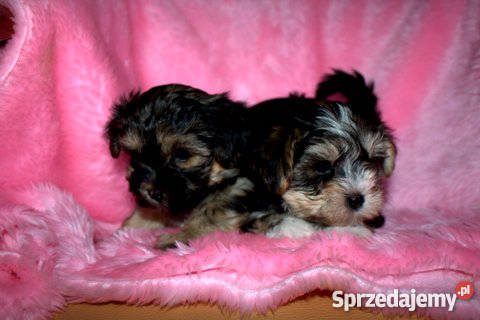 YORK MALTAŃCZYK Psy Wierzbice