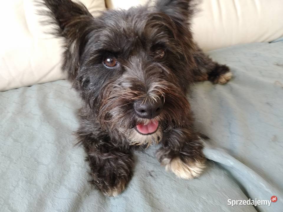 Cairn terrier suczka szczeniaki Przywidz