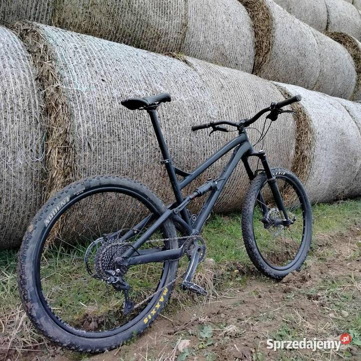 Dartmoor Black Bird Doinwestowany wielkopolskie