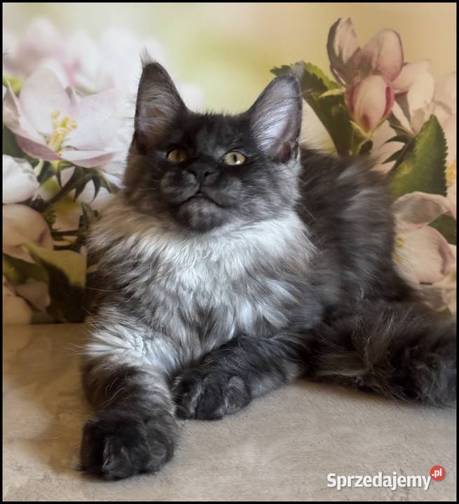 Koteczka Maine Coon Ofelia Kraków