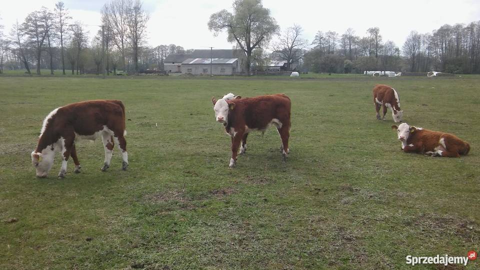 byczki 45 msc odsadki małe Hereford Łęg Baliński