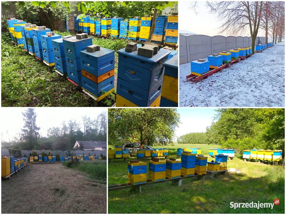 MIÓD GRYCZANY Pakiet 10 słoików 10 X 900ML Miody i produkty pszczele Sieradz sprzedam