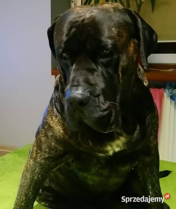 Reproduktor dogo canario dog kanaryjski krycie