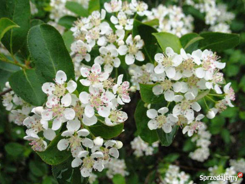 ARONIA CZARNOOWOCOWA sadzonki w doniczkach Ogród sprzedam