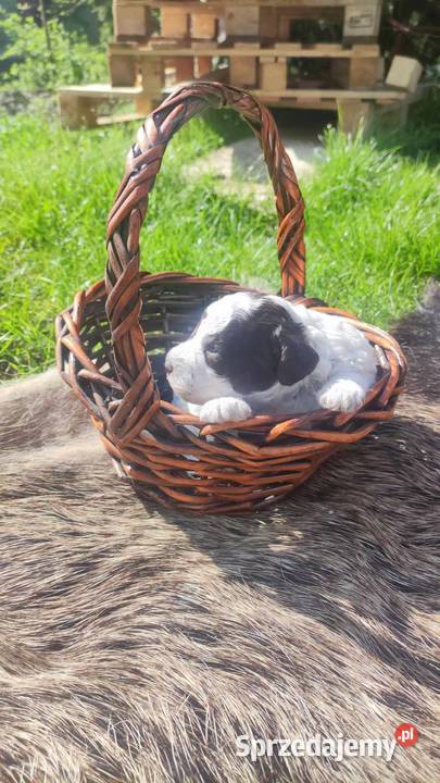 Lagotto Romagnolo Zakątek Bystrego FCI Augustów