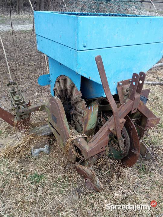 Sadzarka czeska kujawsko-pomorskie Lipno