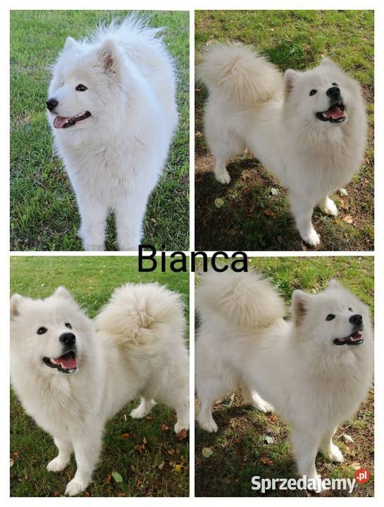 Szczeniaki Samoyed mazowieckie Olszówka