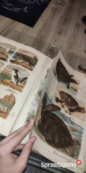 Atlas zoologii botaniki i mineraologii 1887 Nowe Gronowo