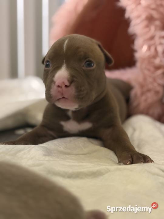 Suczka American Bully Pocket