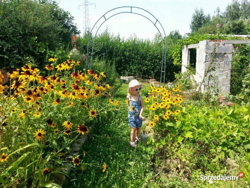 działkę ogrodową w ROD Zorza Legnica sprzedam