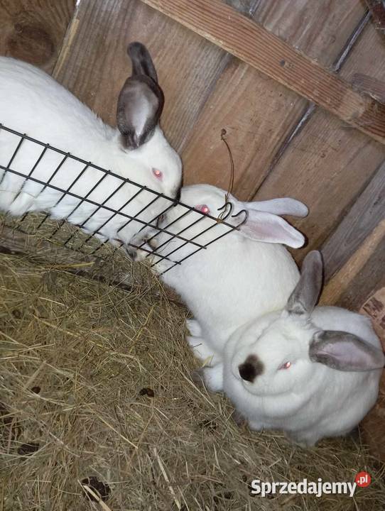 Króliki Na Sprzedaż Rolnictwo Przasnysz