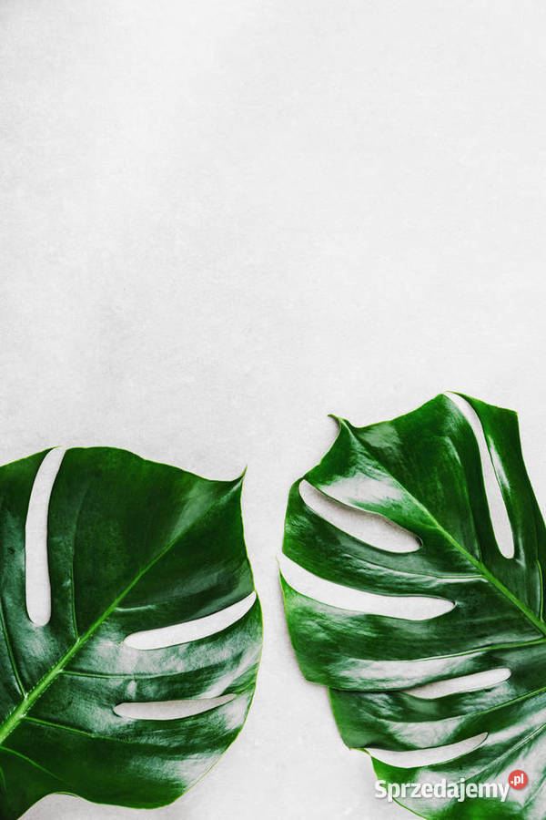 Obraz Plakat liście zielony tropikalny natura 42 łódzkie Łódź sprzedam