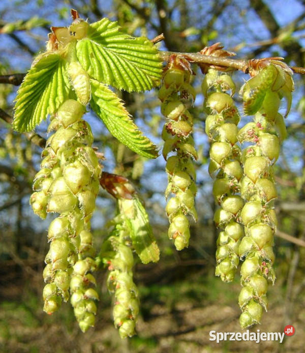 GRAB POSPOLITY Carpinus betulus NASIONA 1500 sprzedam