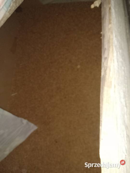 Sprzedam zboża z 2023 roku świętokrzyskie Małogoszcz