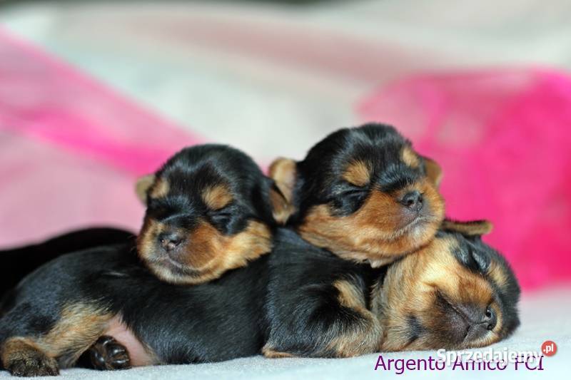 yorkshire terrier rodowód ZKwP FCI Lublin