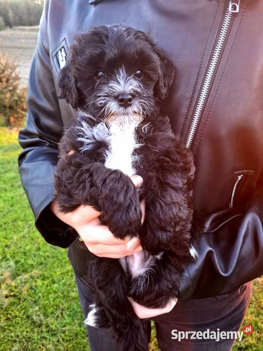 Shihpoo szczenięta mix pudel i shih tzu Maków Mazowiecki