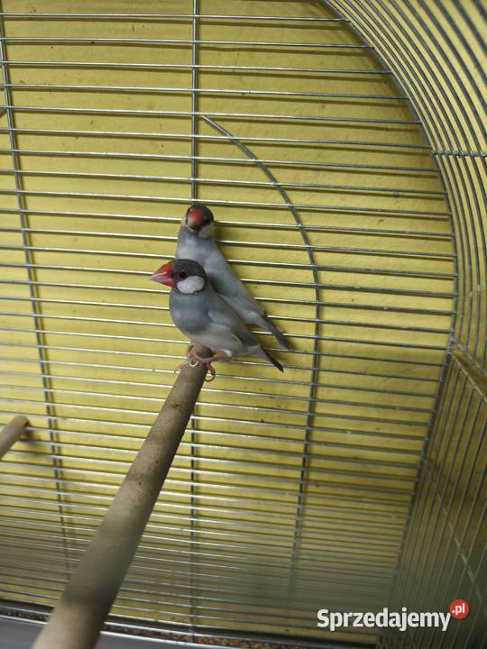 Ryżowce Poznań sprzedam