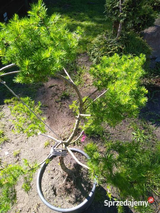 modrzew formowany Rośliny sprzedam