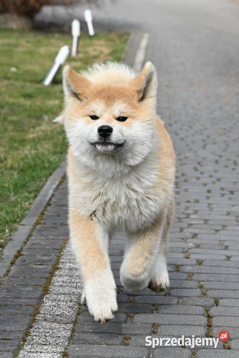 Akita japońska akita inu czerwony samiec ZKwP Częstochowa