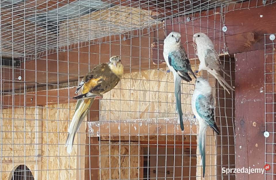 Świergotka Opal Niebieski Oranż Samiec Ptaki