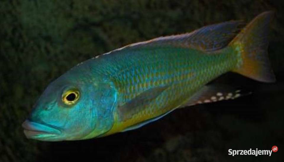 Buccochromis lepturus PYSZCZAK WYSYŁAMY NA CAŁĄ Gdańsk