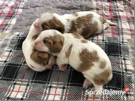 Cavalier King charles spaniel suczka blenhein