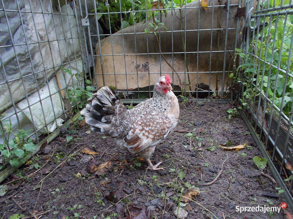 Liliputki para kogut kura kury Kutno