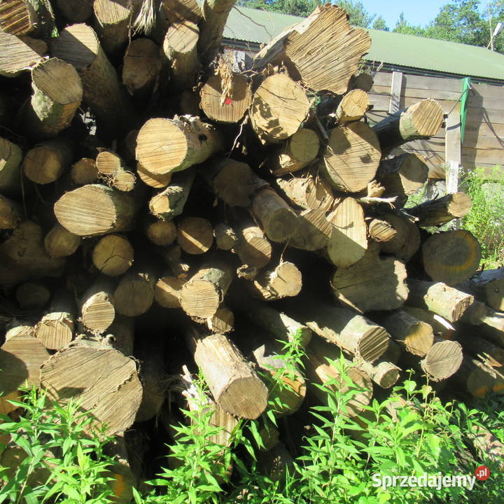 Dąb buk i grab wałkicieńszytańszy Luszowice