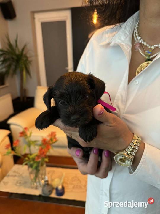 Sznaucery miniaturowe Chełm