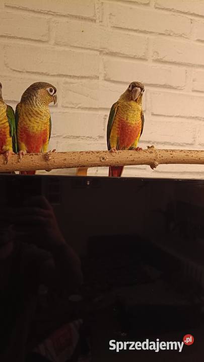 Rudosterki Zielonolice dwumiesięczne nieoswojone Zwierzęta