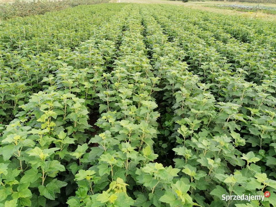 Sprzedam sadzonki porzeczki czarnej Pozostałe Produkcja roślinna